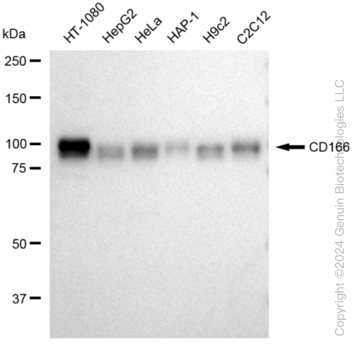 KD-Validated Anti-CD166 Rabbit Monoclonal Antibody ABG1199