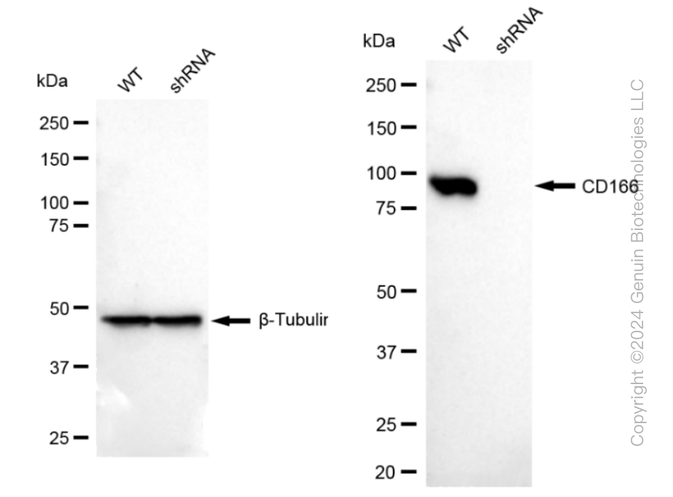 KD-Validated Anti-CD166 Rabbit Monoclonal Antibody ABG1199