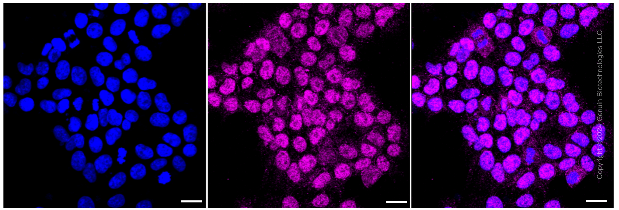 KD-Validated Anti-Calmegin Rabbit Monoclonal Antibody ABG1200