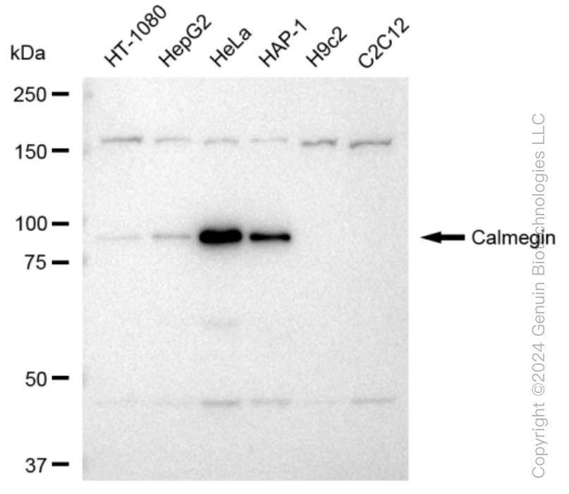 KD-Validated Anti-Calmegin Rabbit Monoclonal Antibody ABG1200