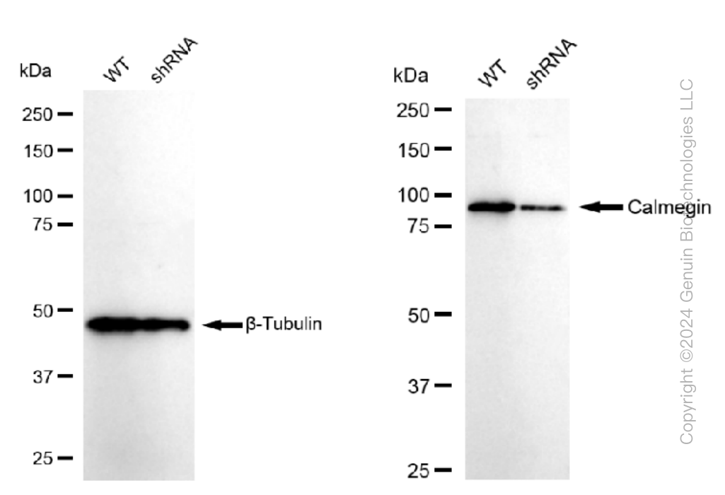 KD-Validated Anti-Calmegin Rabbit Monoclonal Antibody ABG1200