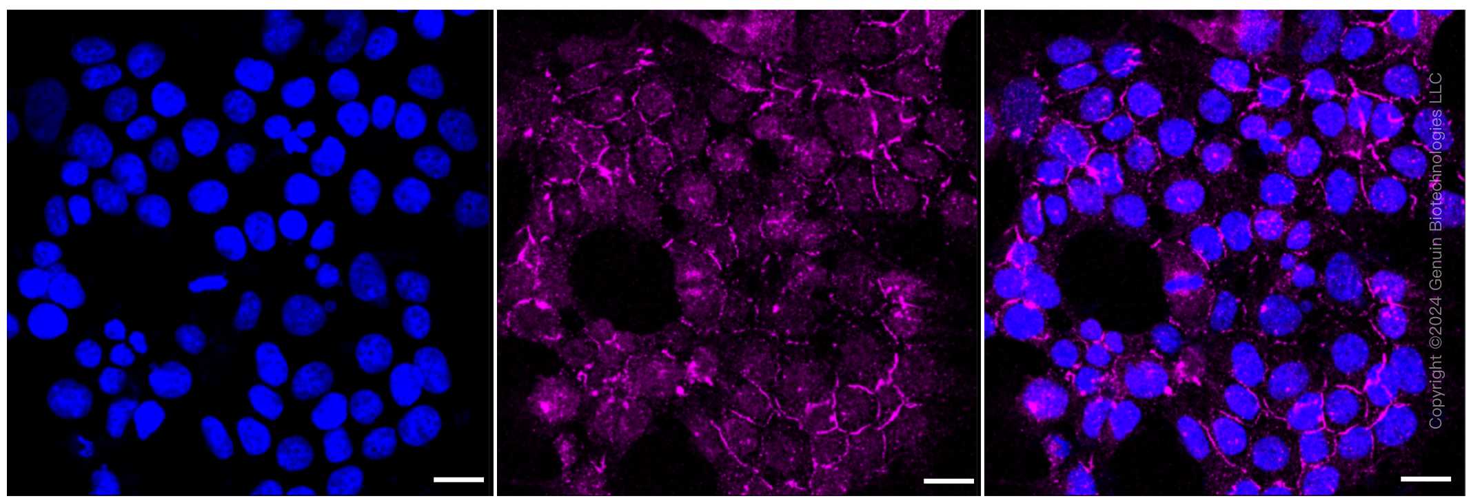 KD-Validated Anti-Calmegin Rabbit Monoclonal Antibody ABG1201