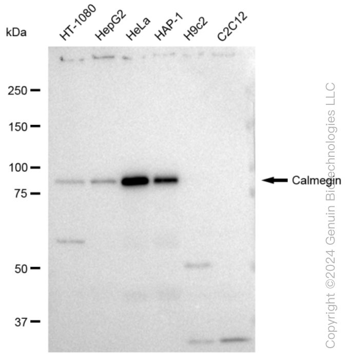 KD-Validated Anti-Calmegin Rabbit Monoclonal Antibody ABG1201