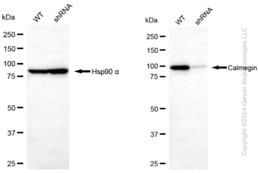 KD-Validated Anti-Calmegin Rabbit Monoclonal Antibody ABG1201