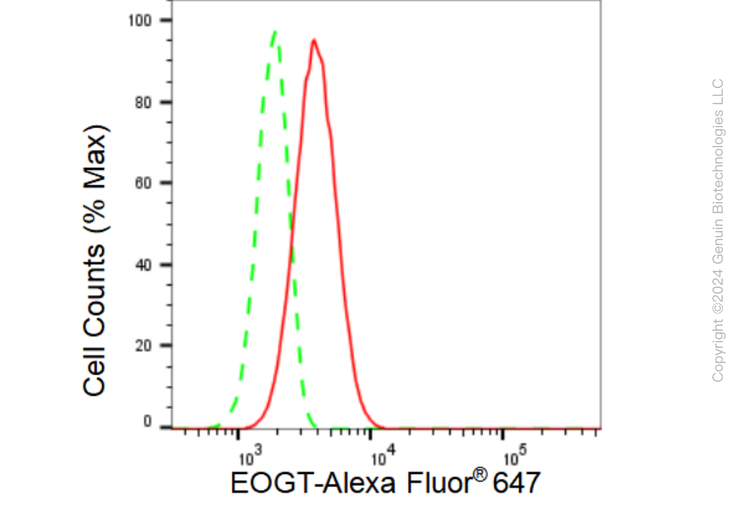 KD-Validated Anti-EOGT Rabbit Monoclonal Antibody ABG1202