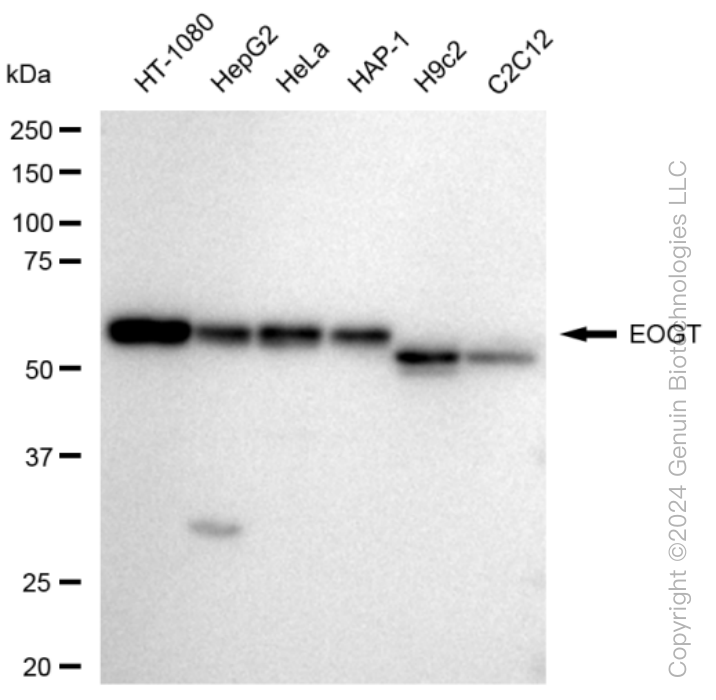 KD-Validated Anti-EOGT Rabbit Monoclonal Antibody ABG1202