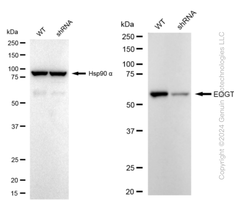 KD-Validated Anti-EOGT Rabbit Monoclonal Antibody ABG1202