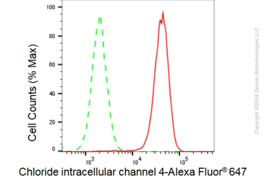 KD-Validated Anti-Chloride intracellular channel 4 Rabbit Monoclonal Antibody ABG1203