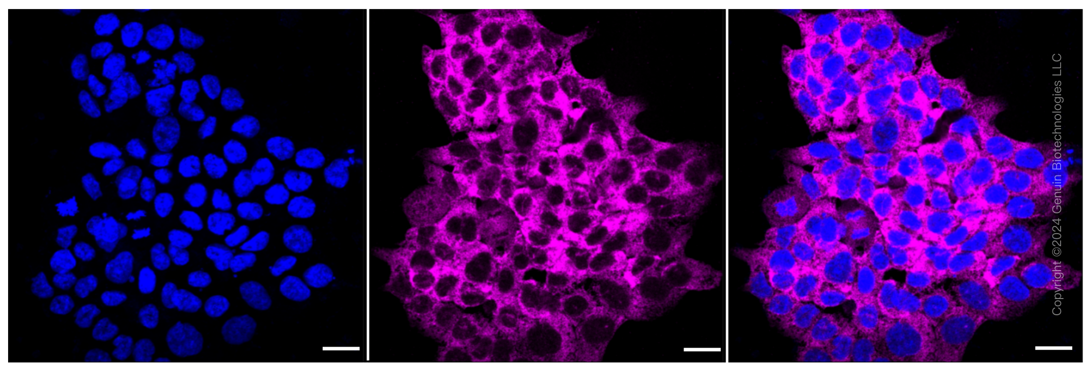 KD-Validated Anti-Chloride intracellular channel 4 Rabbit Monoclonal Antibody ABG1203