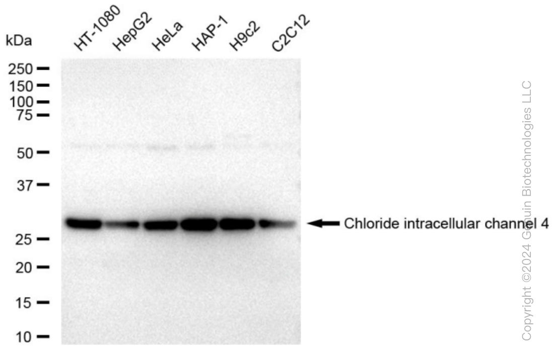 KD-Validated Anti-Chloride intracellular channel 4 Rabbit Monoclonal Antibody ABG1203