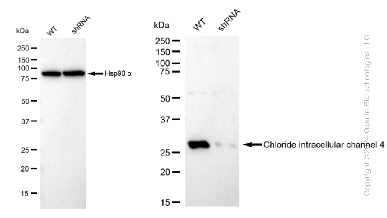 KD-Validated Anti-Chloride intracellular channel 4 Rabbit Monoclonal Antibody ABG1203