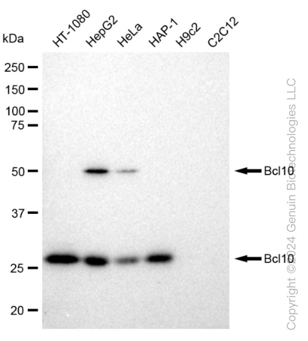 KD-Validated Anti-Bcl10 Rabbit Monoclonal Antibody ABG1204