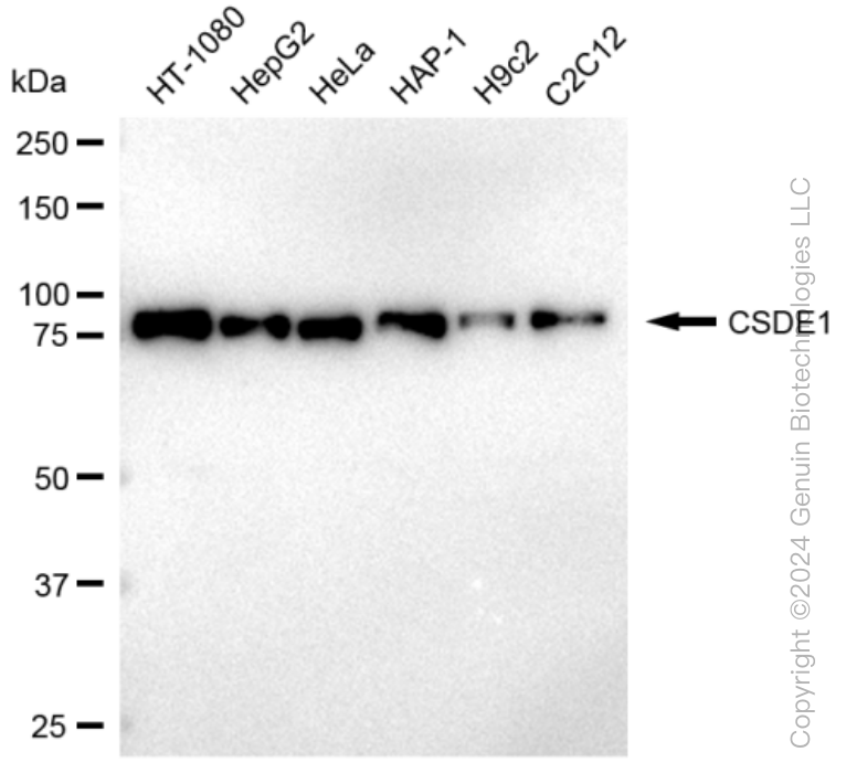 KD-Validated Anti-CSDE1 Rabbit Monoclonal Antibody ABG1205