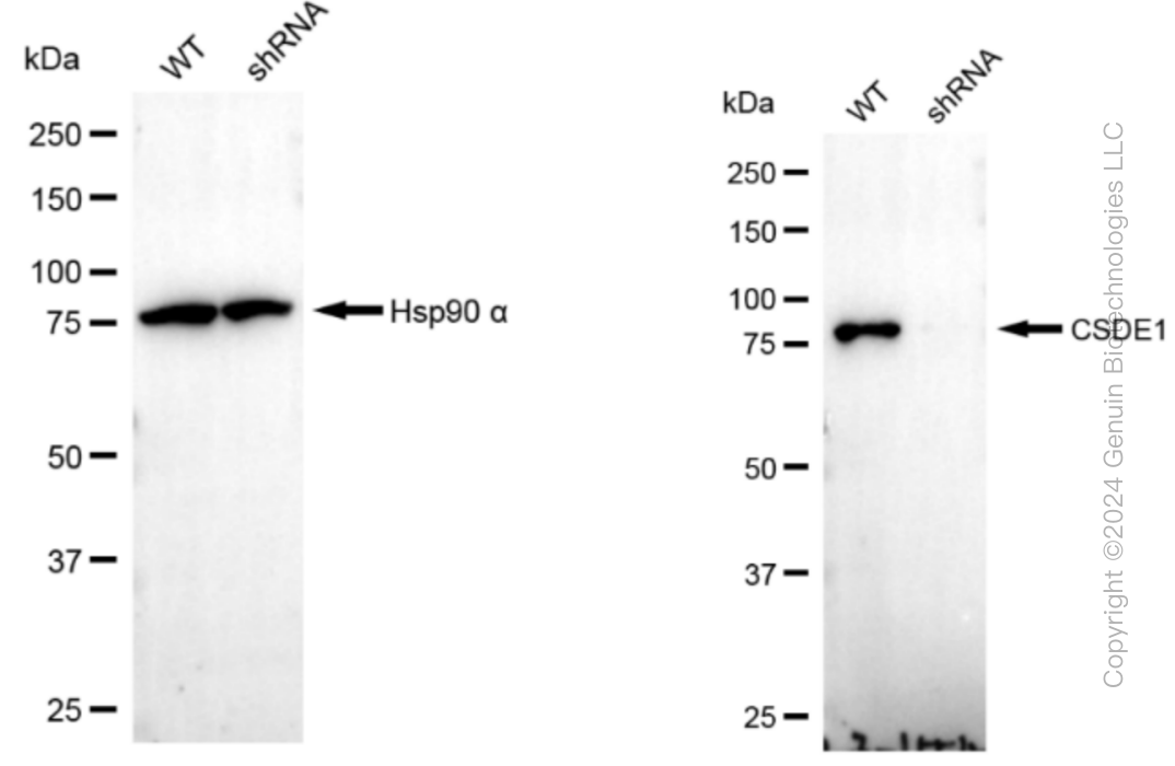 KD-Validated Anti-CSDE1 Rabbit Monoclonal Antibody ABG1205