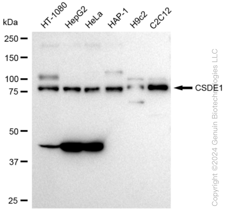 KD-Validated Anti-CSDE1 Rabbit Monoclonal Antibody ABG1206