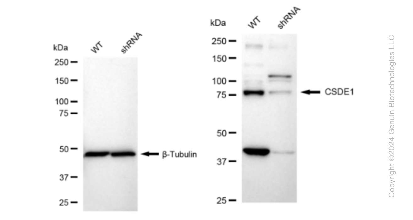 KD-Validated Anti-CSDE1 Rabbit Monoclonal Antibody ABG1206