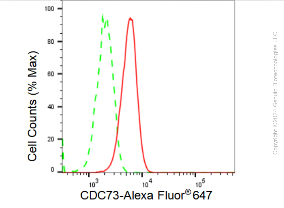 KD-Validated Anti-CDC73 Rabbit Monoclonal Antibody ABG1207