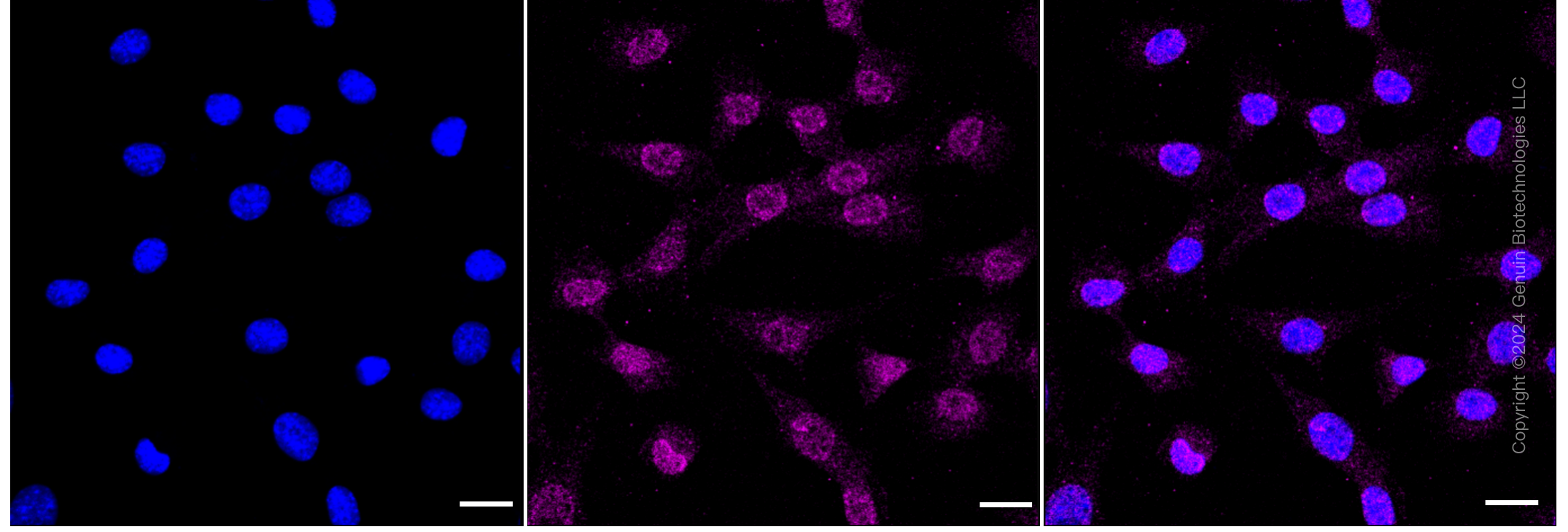 KD-Validated Anti-CDC73 Rabbit Monoclonal Antibody ABG1207
