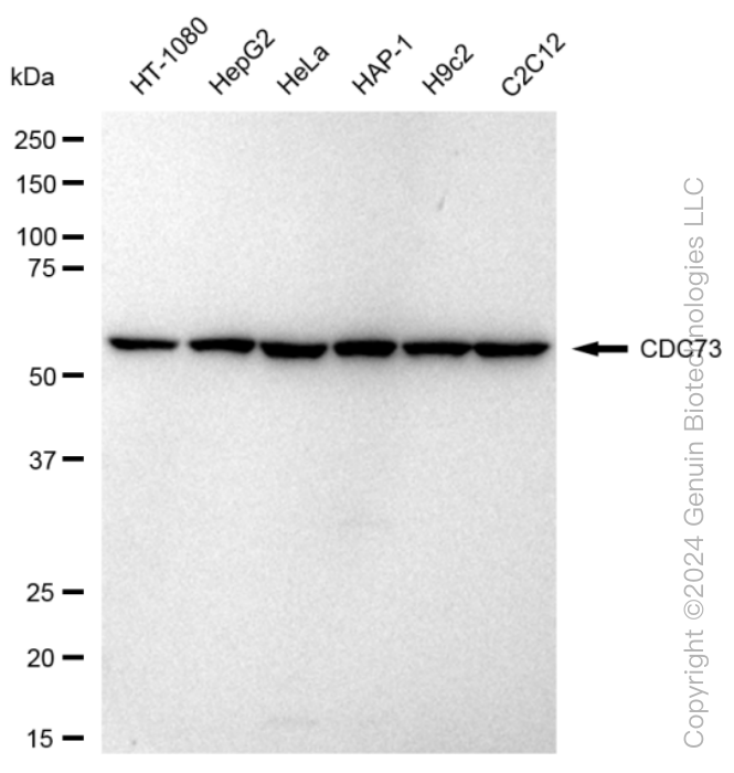 KD-Validated Anti-CDC73 Rabbit Monoclonal Antibody ABG1207