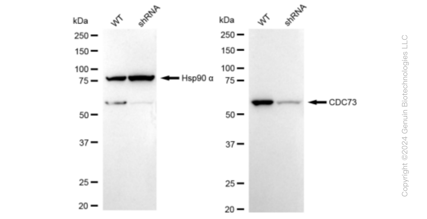 KD-Validated Anti-CDC73 Rabbit Monoclonal Antibody ABG1207