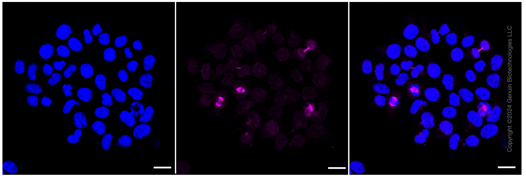 KD-Validated Anti-CSE1L Rabbit Monoclonal Antibody ABG1208