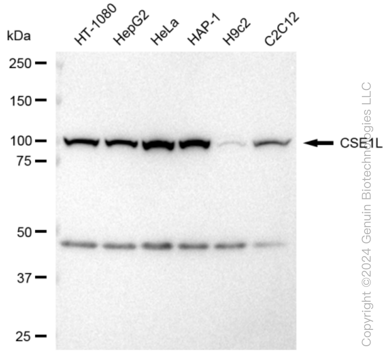 KD-Validated Anti-CSE1L Rabbit Monoclonal Antibody ABG1208