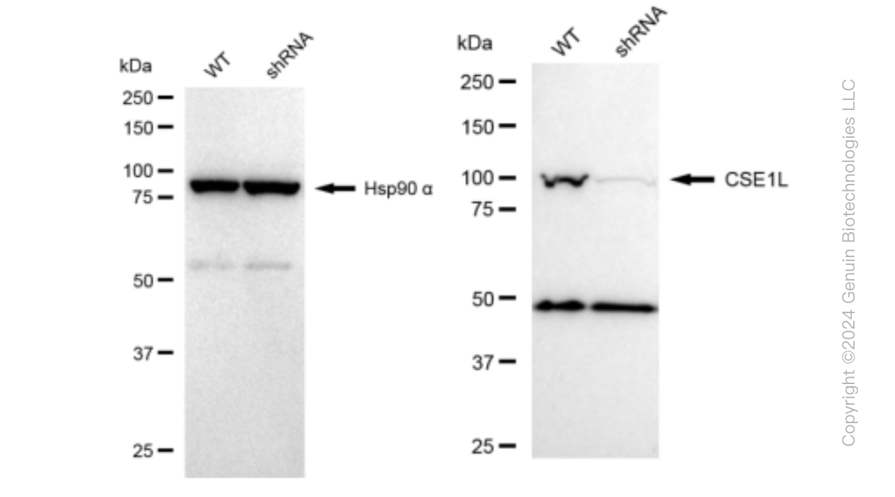 KD-Validated Anti-CSE1L Rabbit Monoclonal Antibody ABG1208