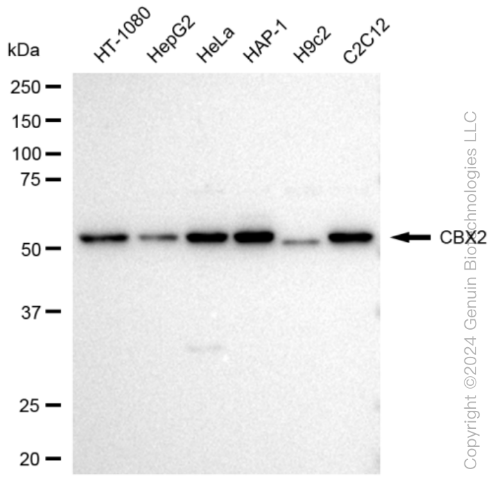 KD-Validated Anti-CBX2 Rabbit Monoclonal Antibody ABG1210
