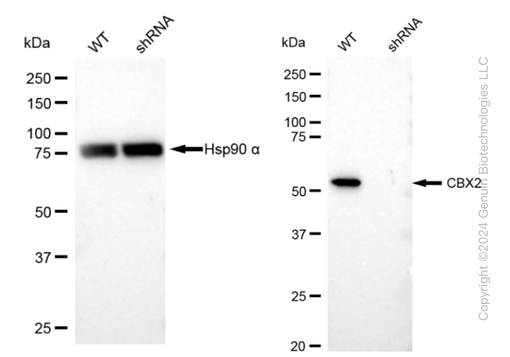 KD-Validated Anti-CBX2 Rabbit Monoclonal Antibody ABG1210