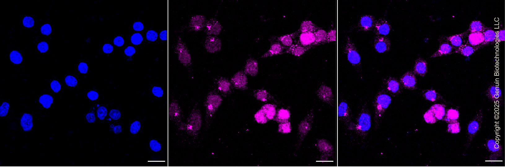KD-Validated Anti-Histone deacetylase 8 Rabbit Monoclonal Antibody ABG1211