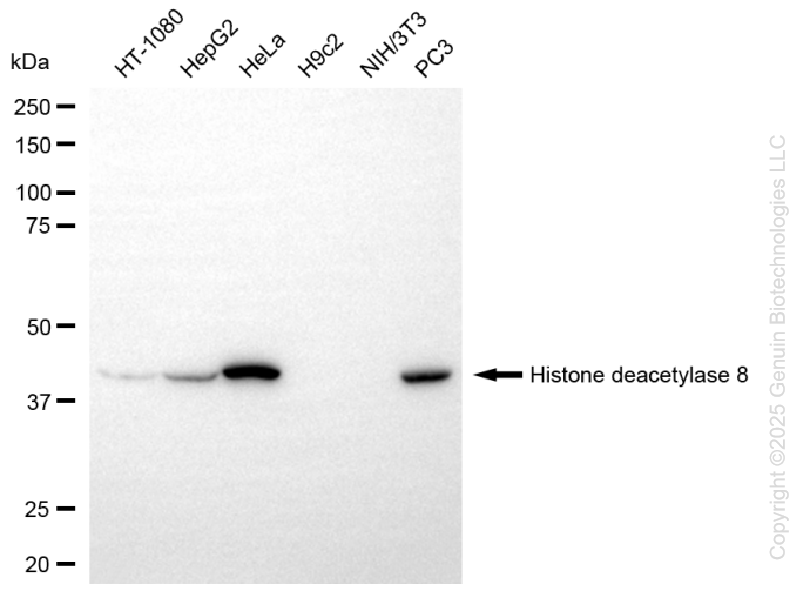 KD-Validated Anti-Histone deacetylase 8 Rabbit Monoclonal Antibody ABG1211