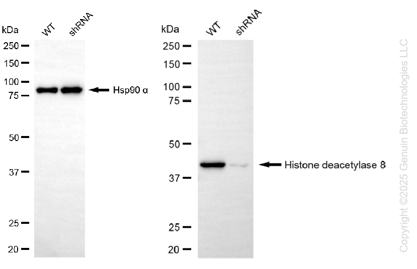 KD-Validated Anti-Histone deacetylase 8 Rabbit Monoclonal Antibody ABG1211