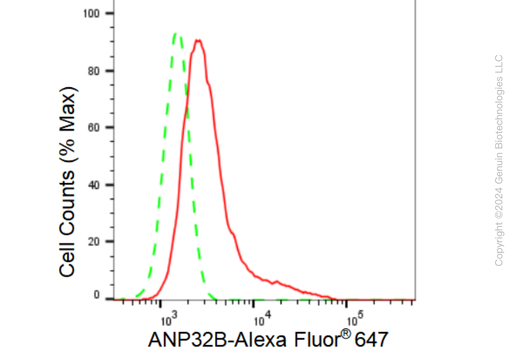 KD-Validated Anti-ANP32B Rabbit Monoclonal Antibody ABG1212