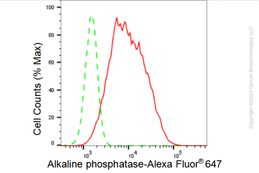 KD-Validated Anti-Alkaline phosphatase Rabbit Monoclonal Antibody ABG1213