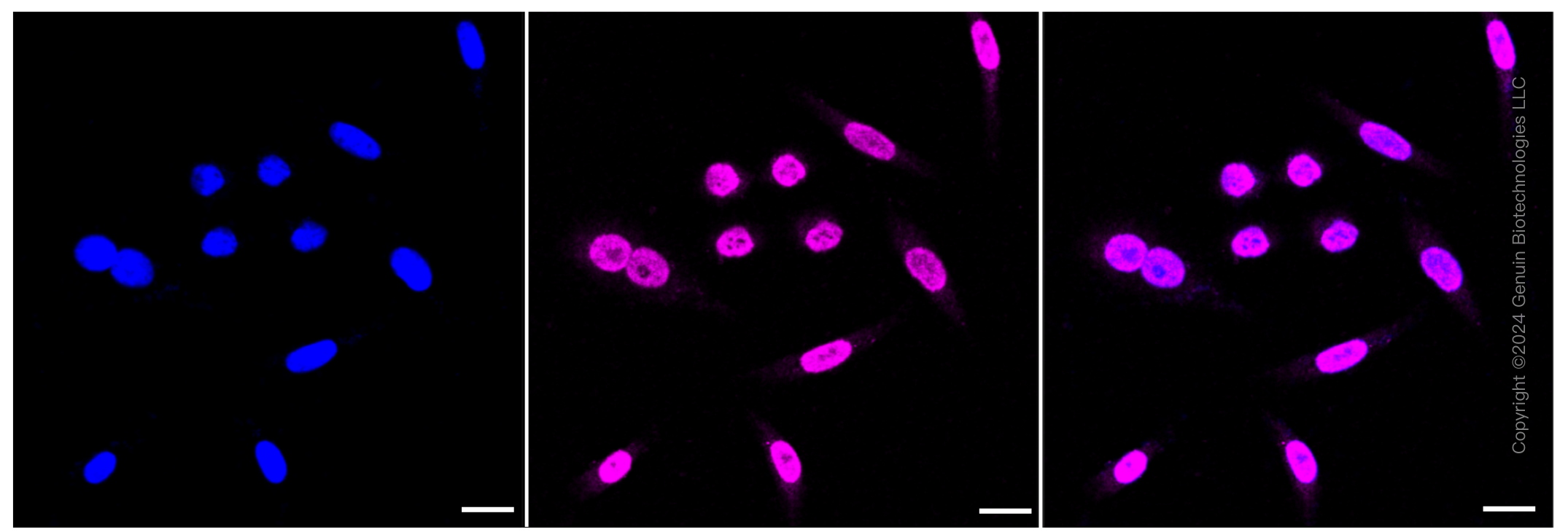 KD-Validated Anti-Alkaline phosphatase Rabbit Monoclonal Antibody ABG1213