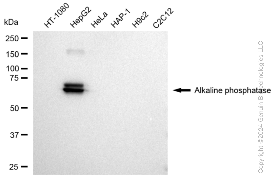 KD-Validated Anti-Alkaline phosphatase Rabbit Monoclonal Antibody ABG1213
