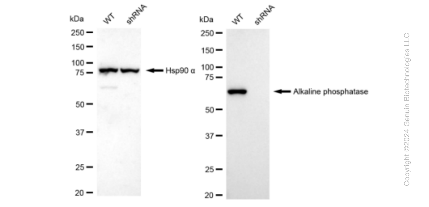 KD-Validated Anti-Alkaline phosphatase Rabbit Monoclonal Antibody ABG1213
