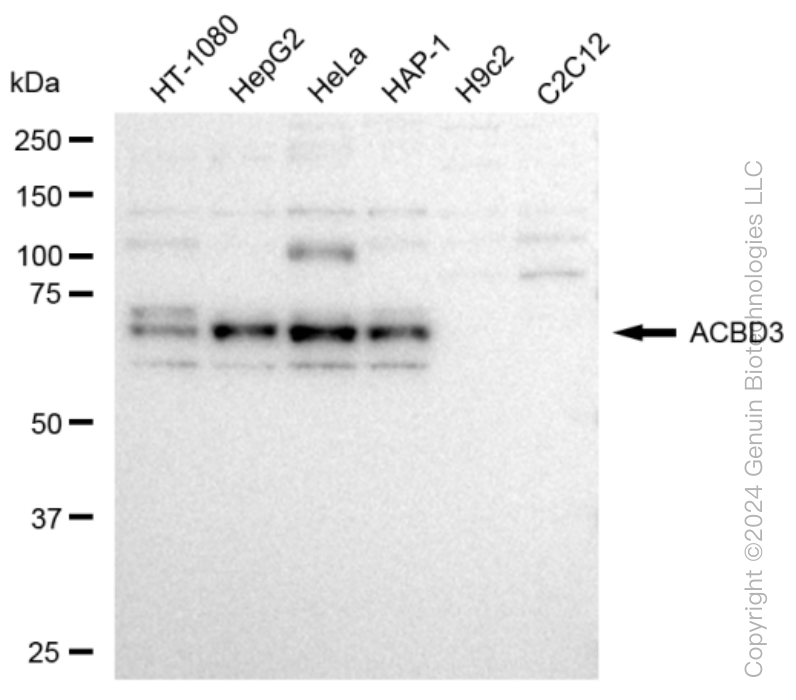 KD-Validated Anti-ACBD3 Rabbit Monoclonal Antibody ABG1215