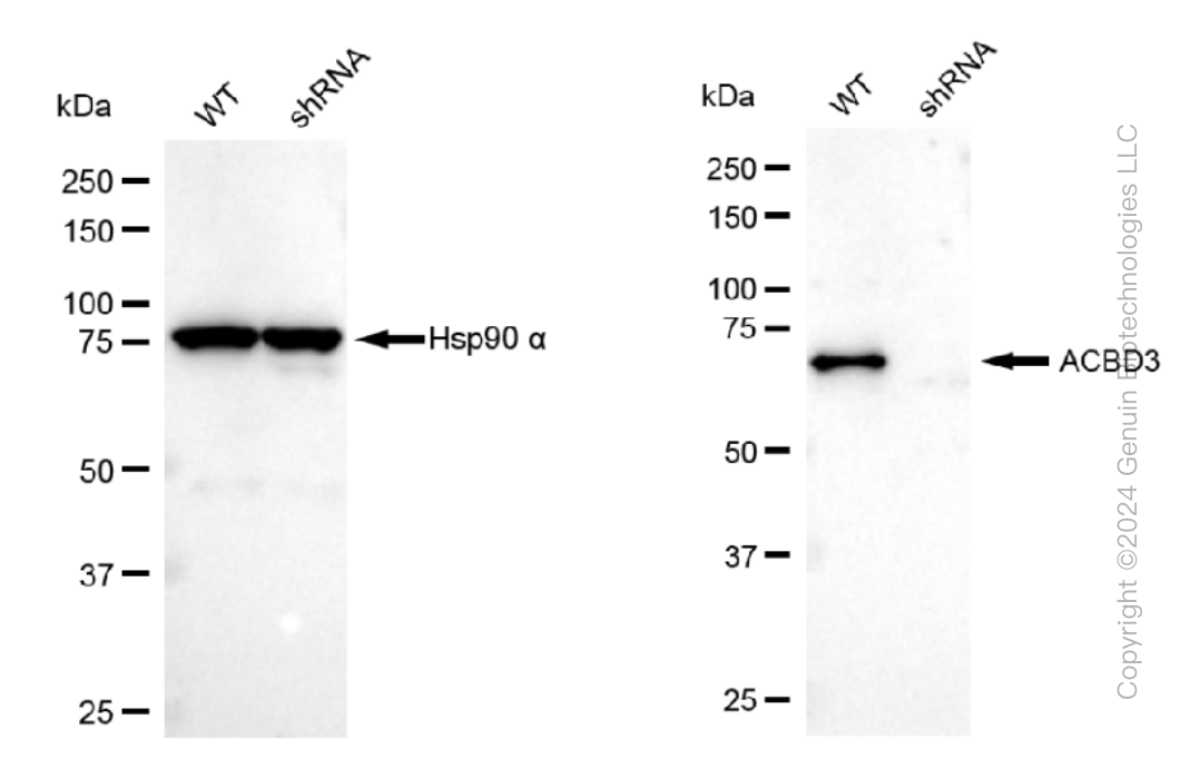 KD-Validated Anti-ACBD3 Rabbit Monoclonal Antibody ABG1215