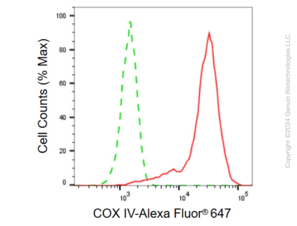 KD-Validated Anti-COX IV Rabbit Monoclonal Antibody ABG1216