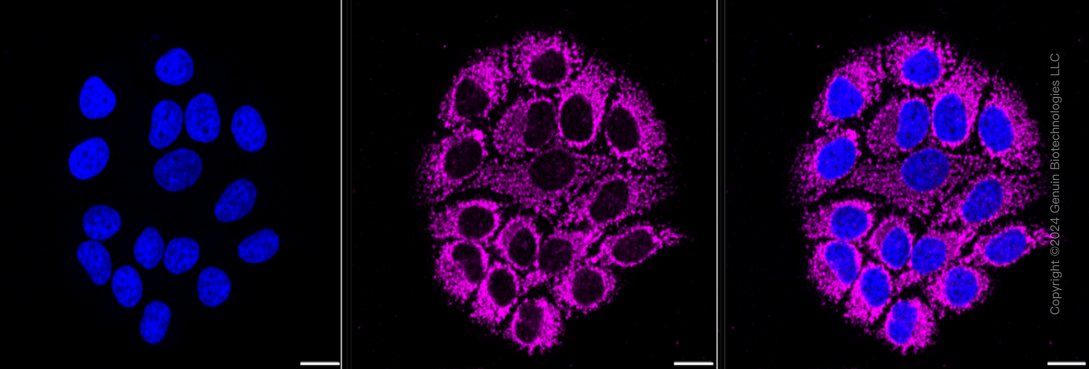 KD-Validated Anti-COX IV Rabbit Monoclonal Antibody ABG1216
