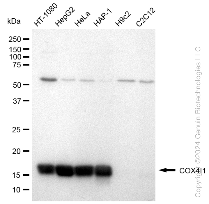 KD-Validated Anti-COX IV Rabbit Monoclonal Antibody ABG1216