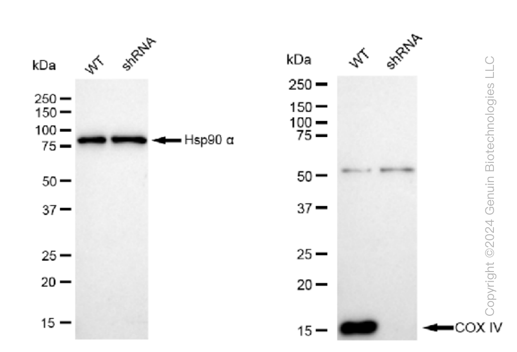 KD-Validated Anti-COX IV Rabbit Monoclonal Antibody ABG1216
