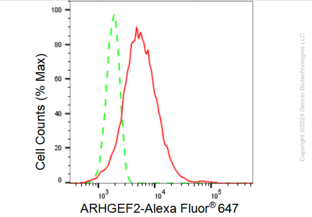KD-Validated Anti-ARHGEF2 Rabbit Monoclonal Antibody ABG1217
