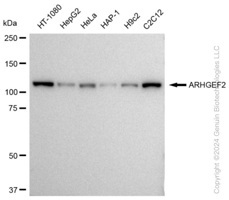 KD-Validated Anti-ARHGEF2 Rabbit Monoclonal Antibody ABG1217