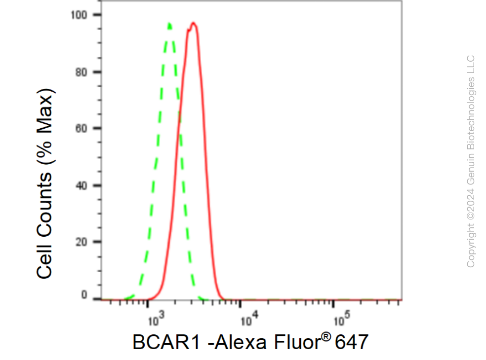 KD-Validated Anti-BCAR1 Rabbit Monoclonal Antibody ABG1218