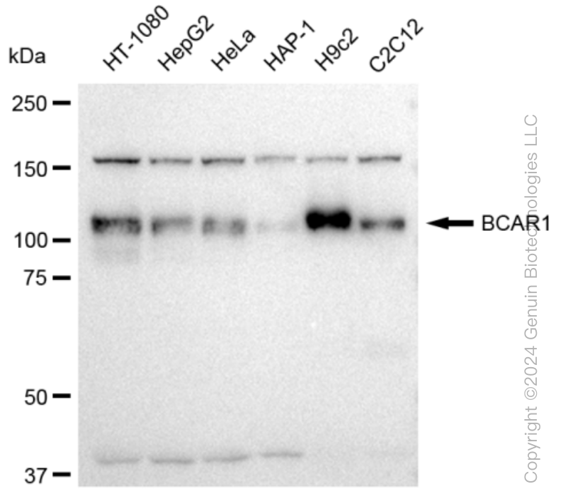 KD-Validated Anti-BCAR1 Rabbit Monoclonal Antibody ABG1218