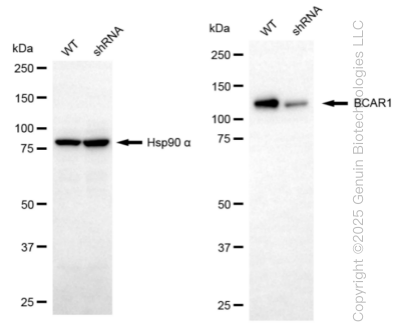 KD-Validated Anti-BCAR1 Rabbit Monoclonal Antibody ABG1218