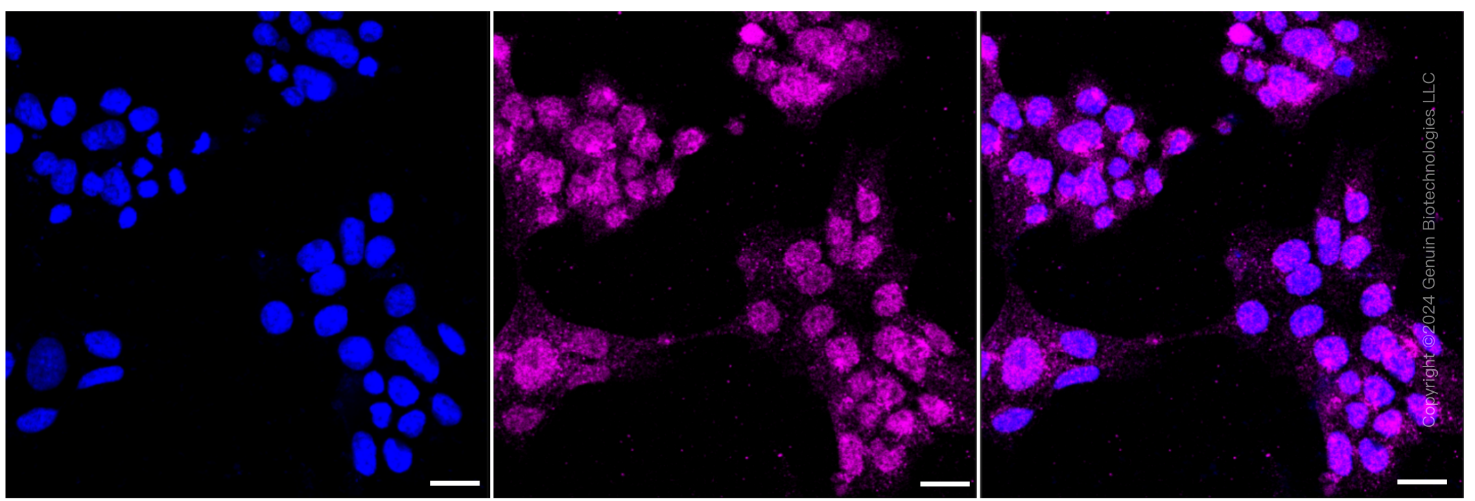 KD-Validated Anti-APBB1 Rabbit Monoclonal Antibody ABG1220