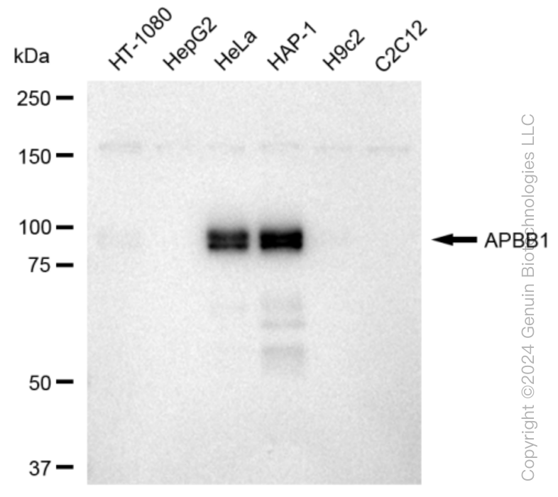 KD-Validated Anti-APBB1 Rabbit Monoclonal Antibody ABG1220